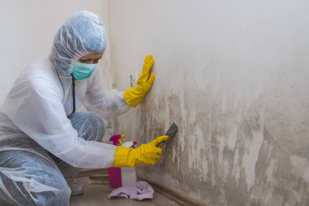 Best Toxic Mold Removal  in Lmyra, PA