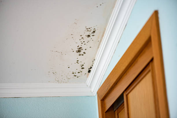 Crawl Space Mold Removal in Palmyra, PA