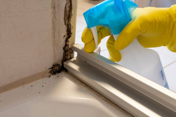 Best Black Mold Removal  in Lmyra, PA