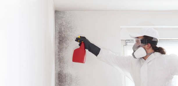 Best Fast Mold Removal  in Lmyra, PA
